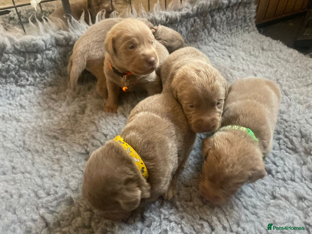 Labrador Retriever dogs for sale: Silver Labrador puppies  - Image 10
