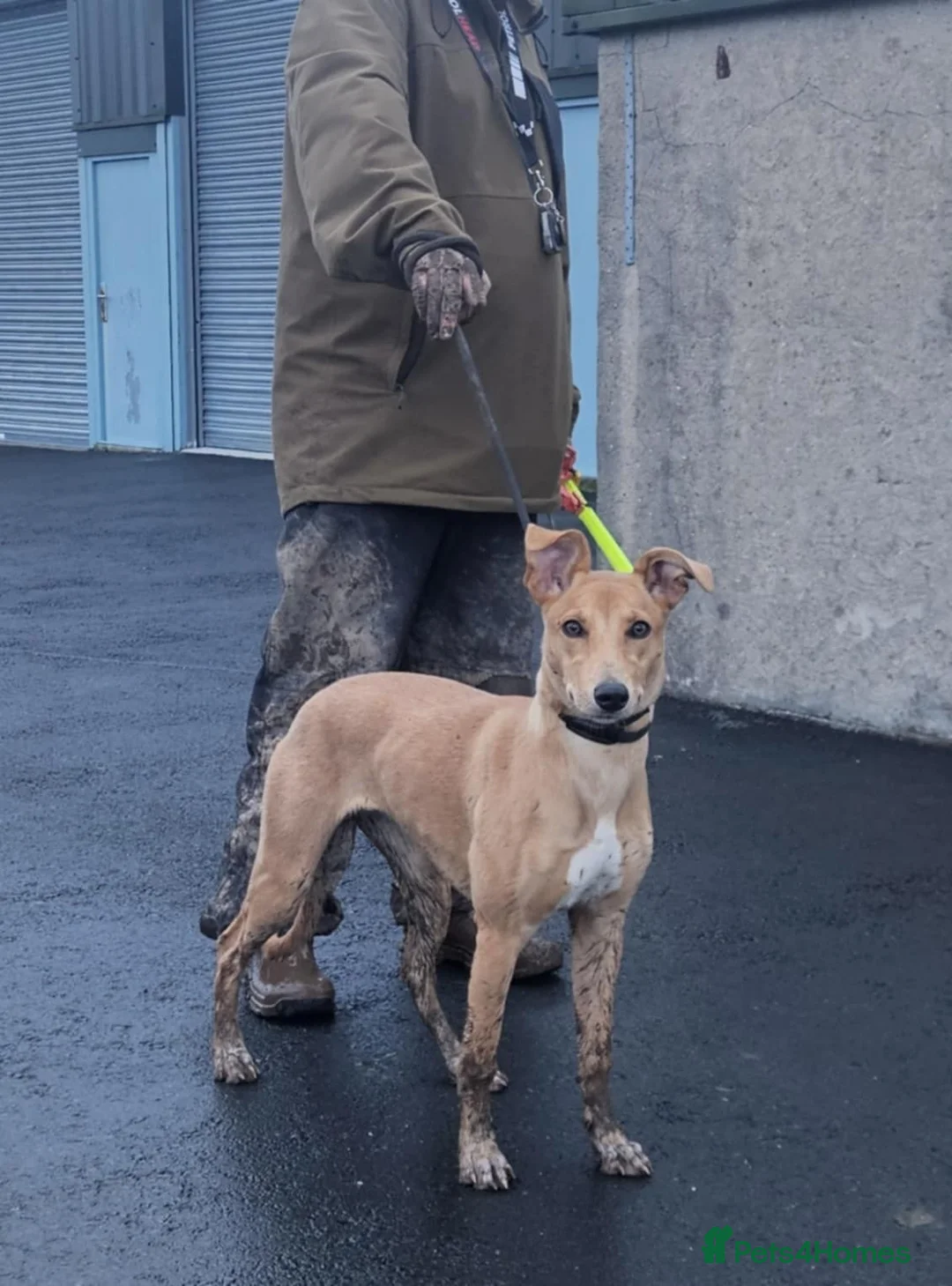 Lurcher dogs for sale: Lassie for sale - Advert 3