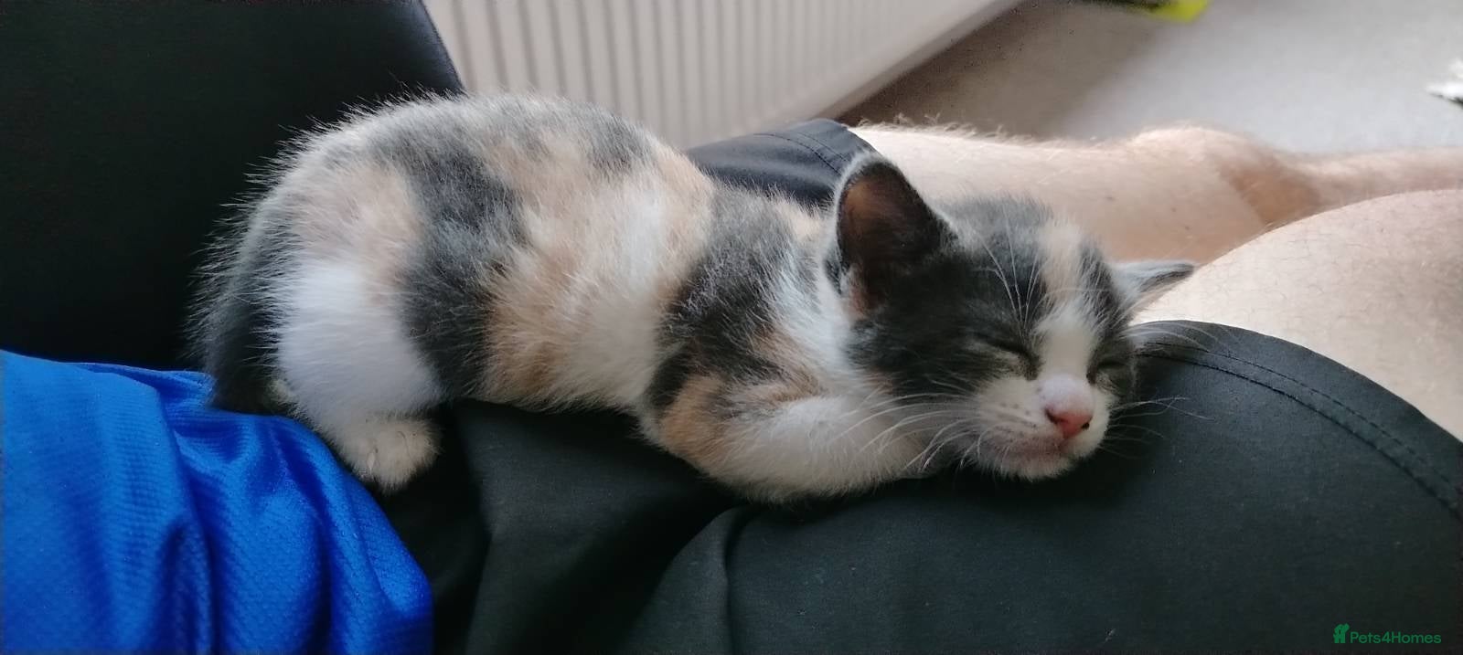 Mixed Breed cats 2 Girls remaining. Ready 18th June - Advert 16
