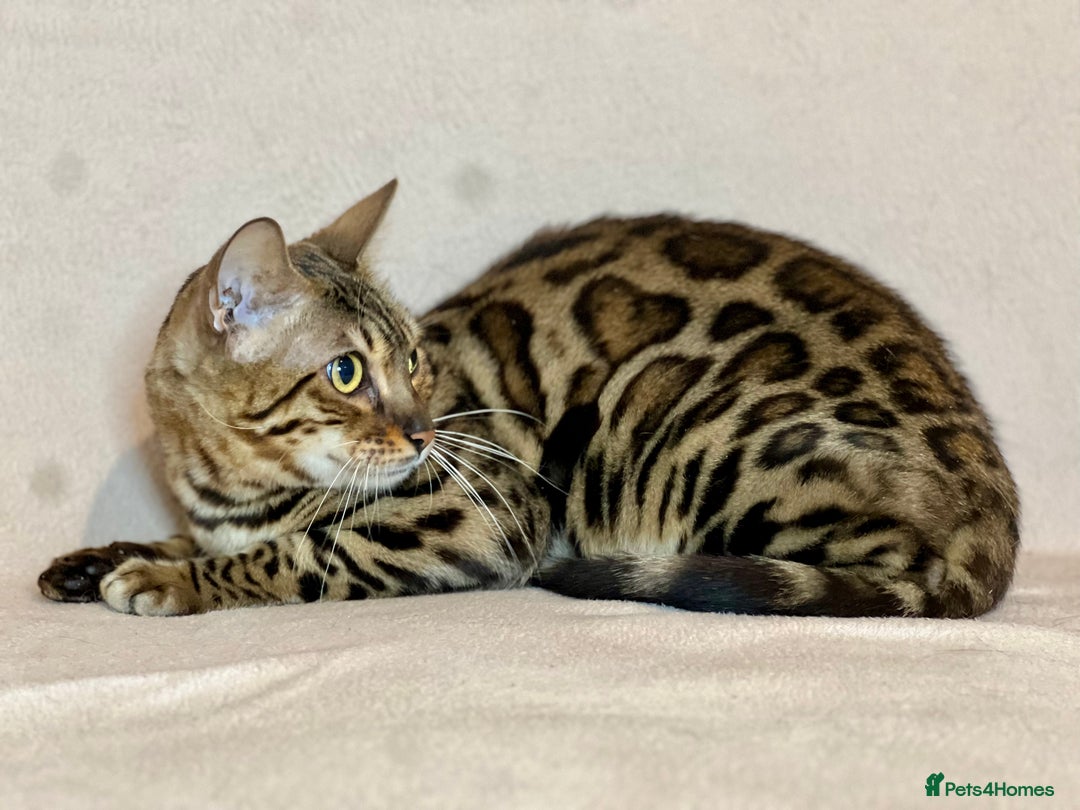 Bengal cats for sale: Bengal Queen  - Advert 16