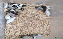 Mouse rodents for sale: Pretty fancy mice in Bridgwater - Image 2