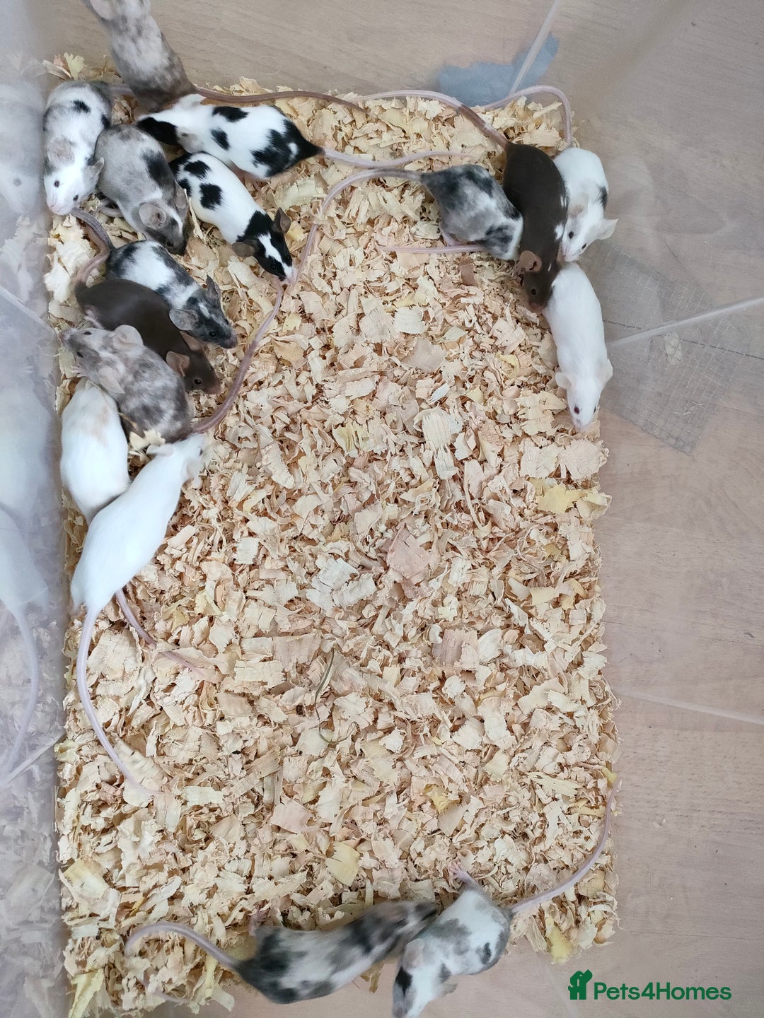 Mouse rodents for sale: Pretty fancy mice in Bridgwater - Image 2