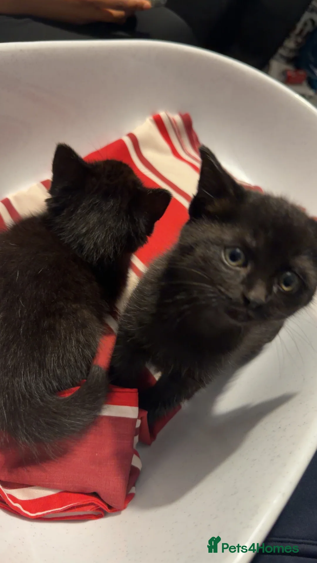 Brazilian Shorthair cats for sale: 2 Female, Black, British shorthair kittens - Advert 4