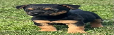 Border Terrier 1