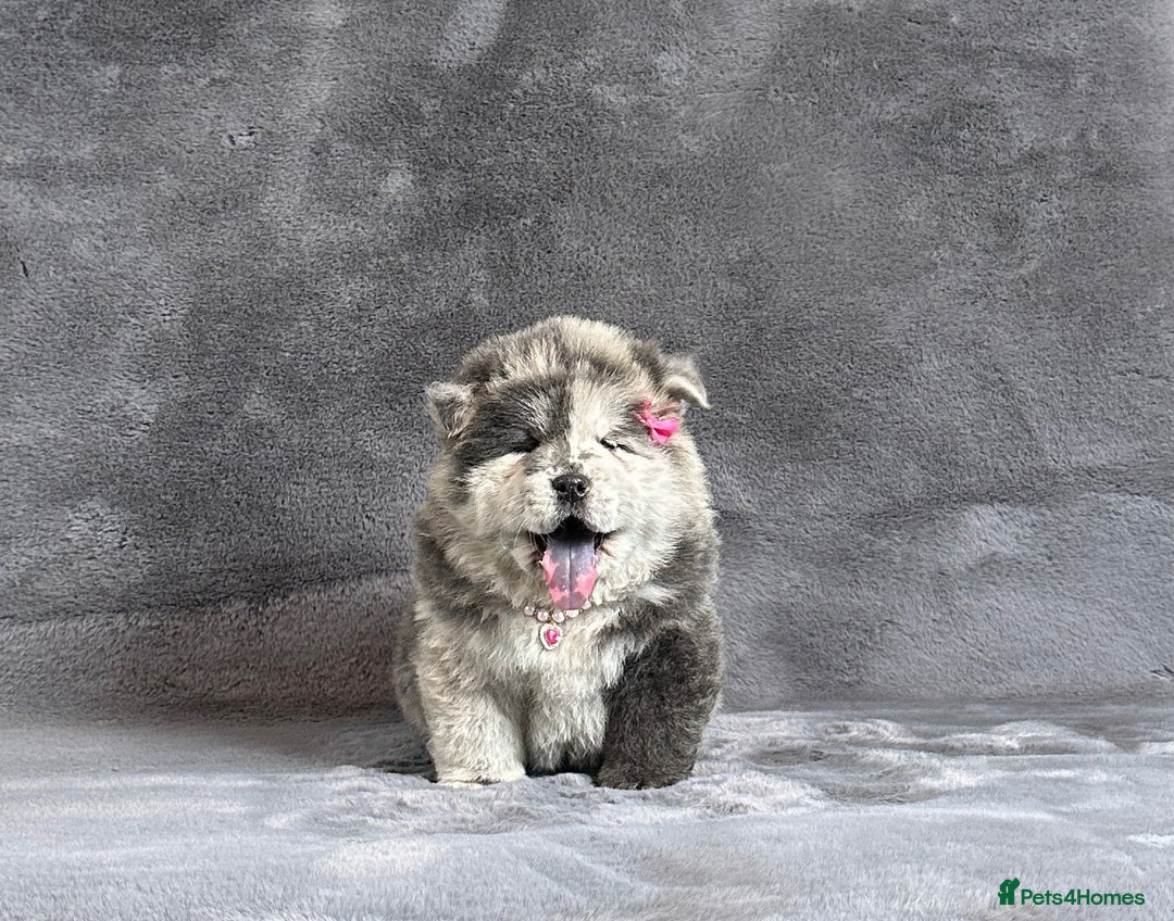 Chow Chow dogs for sale: Exotic colour pure chow chow puppies for sale - Image 4