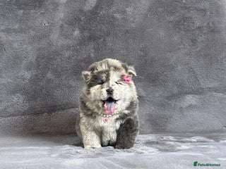 Chow Chow dogs Exotic colour Merle and lilac chow chow puppies - Advert 2