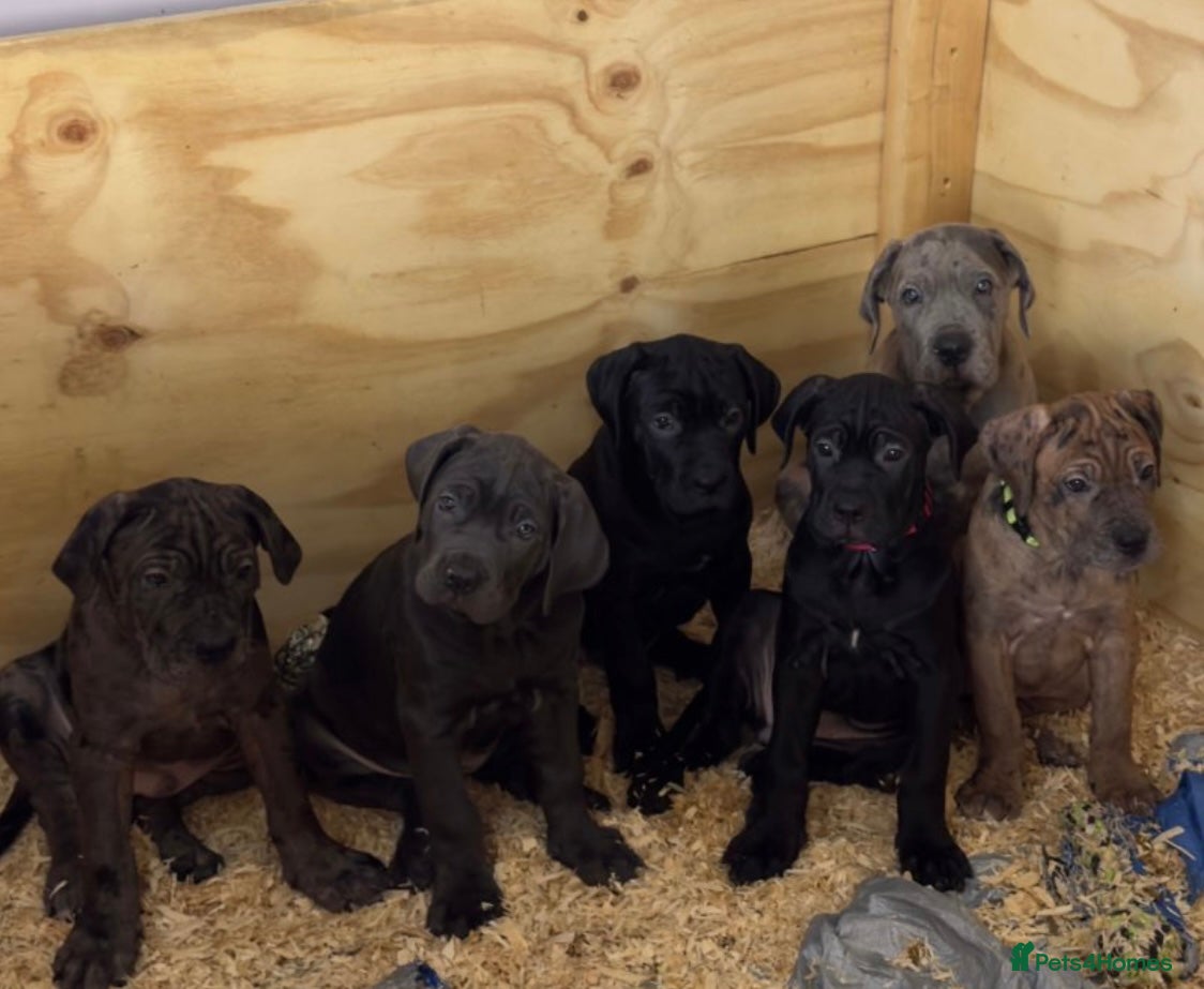 Cane Corso dogs Beautiful Cane Corso Puppies. - Advert 14