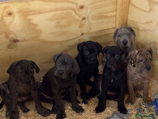 Cane Corso dogs Beautiful Cane Corso Puppies. - Advert 1
