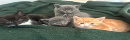Mixed Breed cats for sale: Beautiful kittens - Advert 4