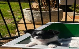 Chihuahua dogs for sale: 3 Long Coat Parti Boys - Image 4