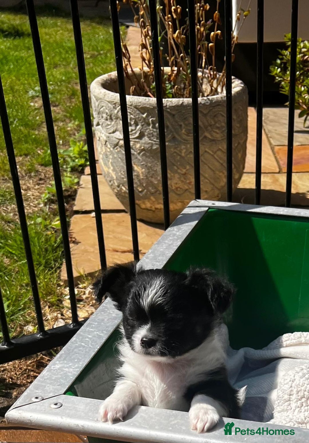 Chihuahua dogs for sale: 3 Long Coat Parti Boys - Image 4