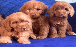 Cockapoo dogs for sale: Beautiful cockapoo puppies only  girls left  - Image 6