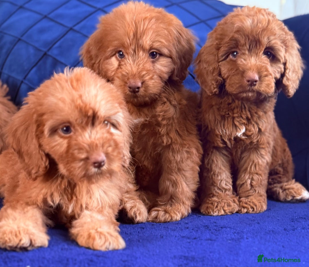 Cockapoo dogs for sale: Beautiful cockapoo puppies only  girls left  - Image 6