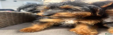 Jackapoo 5