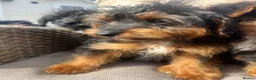 Jackapoo dogs for sale: Beautiful litter of Jackapoos! - Advert 5