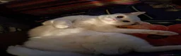 Mixed Breed cats for sale: Pretty little female cat for rehoming - Advert 4
