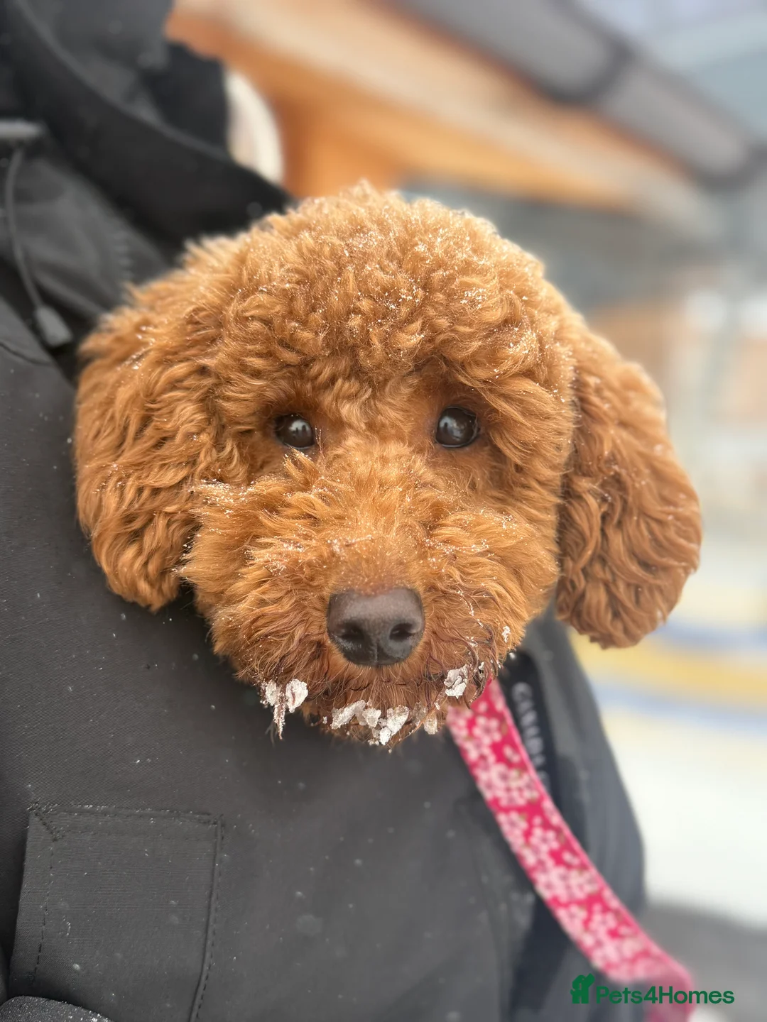 Miniature Poodle dogs for sale: Beautiful Miniature Poodle Female  - Advert 1