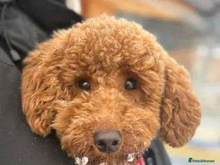 Miniature Poodle dogs Beautiful Miniature Poodle Female - Advert 1