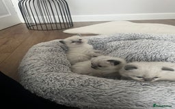 Ragdoll cats for sale: Snowy kitty for sale  - Image 8