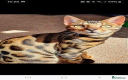 Bengal cats for sale: Bengal Kittens Tica Registered  - Image 29