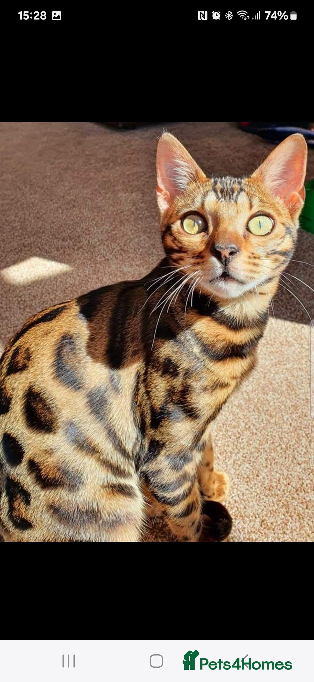 Bengal cats for sale: Bengal Kittens Tica Registered  - Image 29