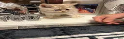 Scottish Fold cats for sale: Beautiful Scottish straights READY NOW  - Advert 13