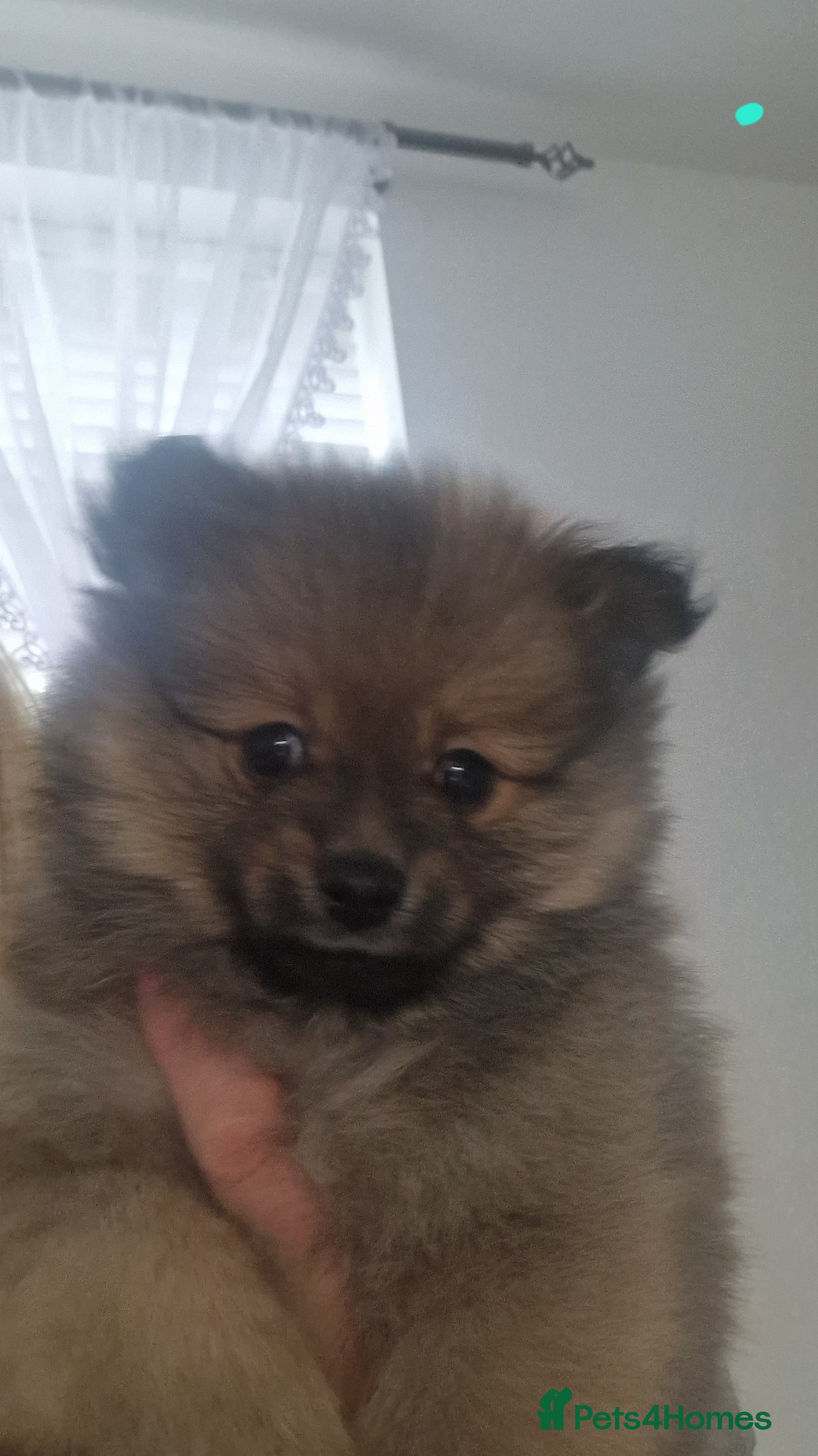 Pomeranian dogs Small Beautiful Pomeranian Puppies Ready Now  - Advert 7