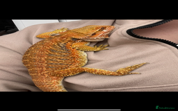 Bearded Dragon reptiles for sale: Bearded Dragon Babies - Image 6