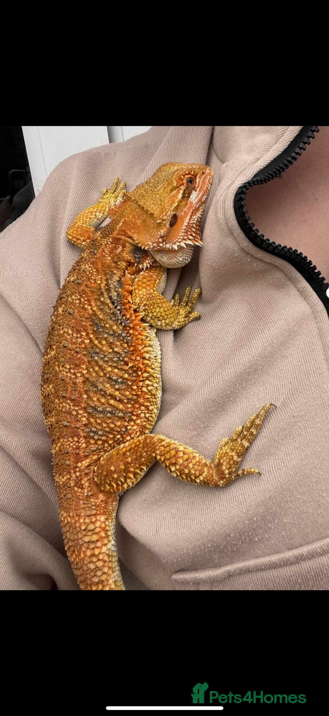 Bearded Dragon reptiles for sale: Bearded Dragon Babies - Image 6