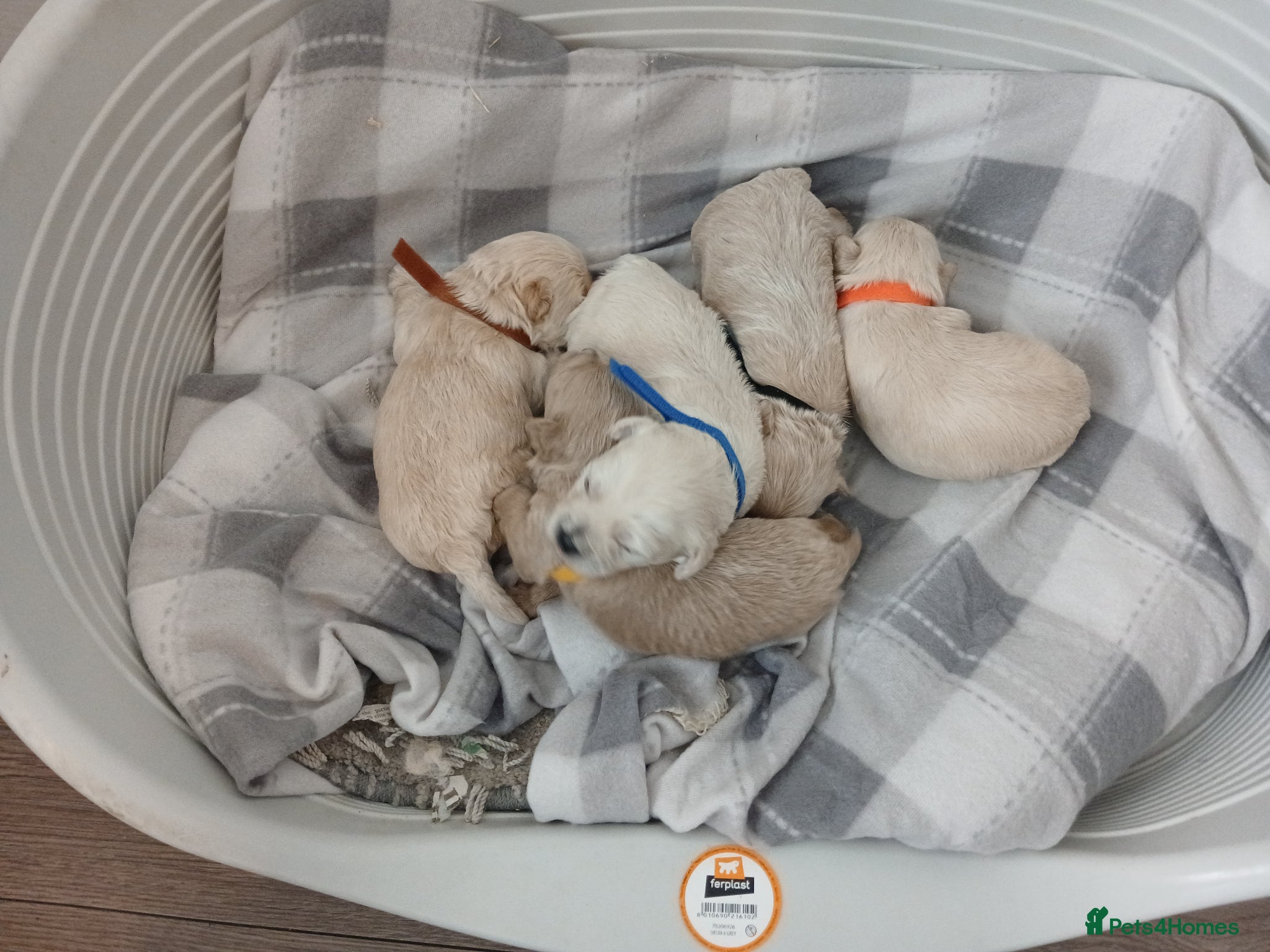 Maltipoo dogs Maltipoo puppies - Advert 2