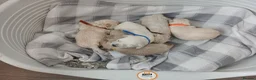 Maltipoo dogs for sale: Maltipoo puppies - Advert 4