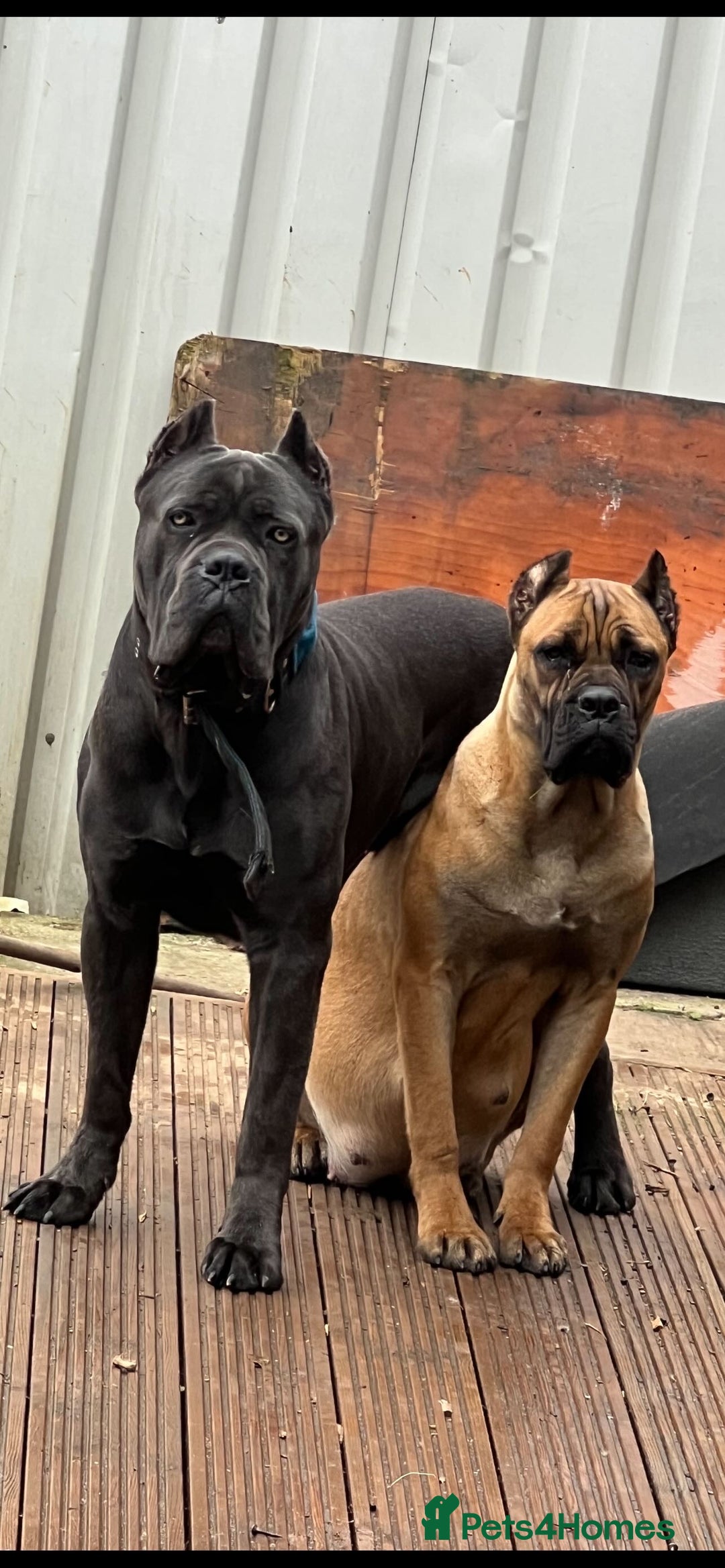 Cane Corso dogs for sale: ICF/ICCF Champion 6th GENERATION Cane Corso pups - Advert 2