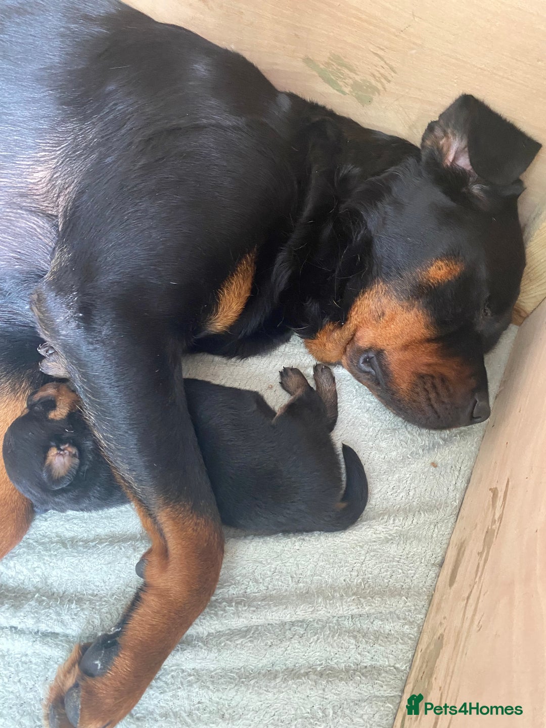 Rottweiler dogs for sale: Rottweiler puppies for sale.  - Image 3