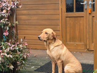 Labrador Retriever dogs - Advert 17