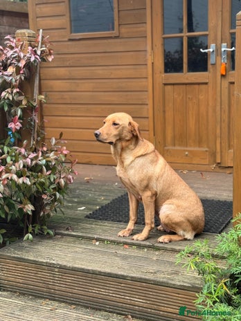 Labrador Retriever dogs - Advert 2