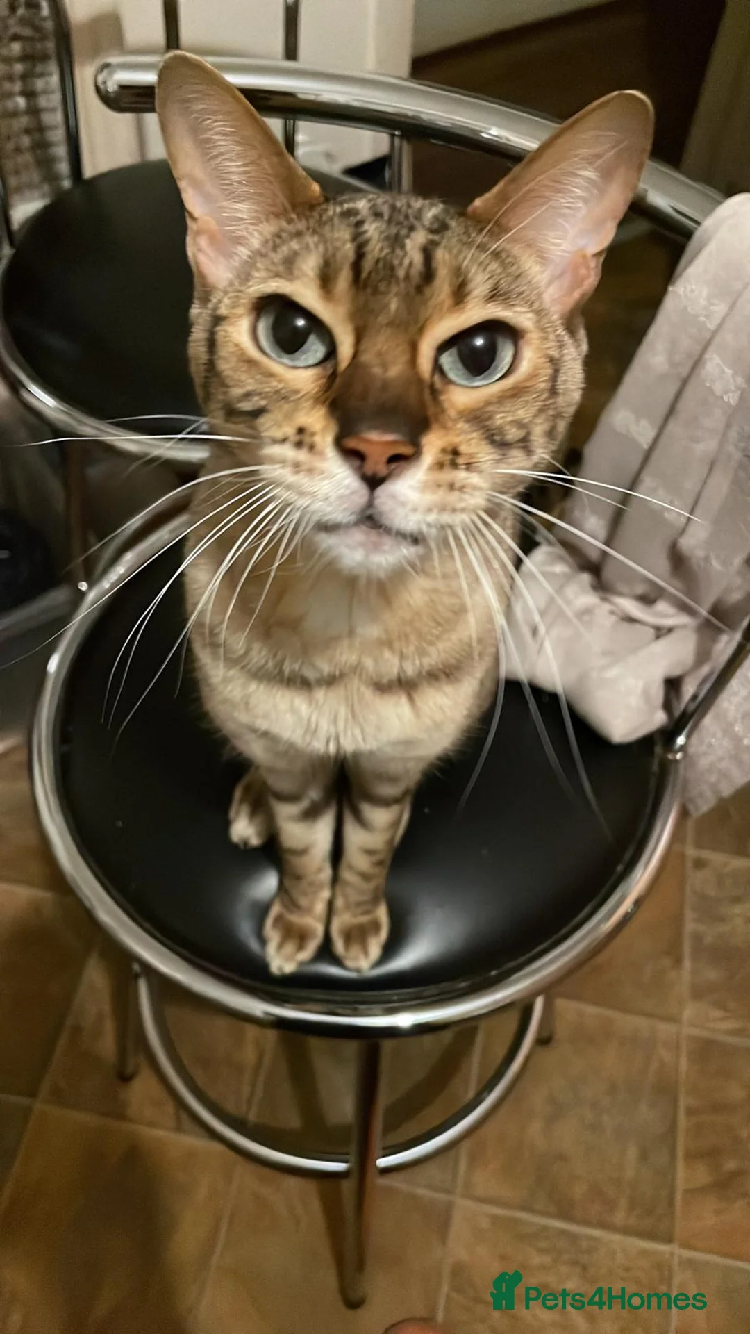 Bengal cats for sale: Beautiful Bengal Girl for sale  - Advert 2