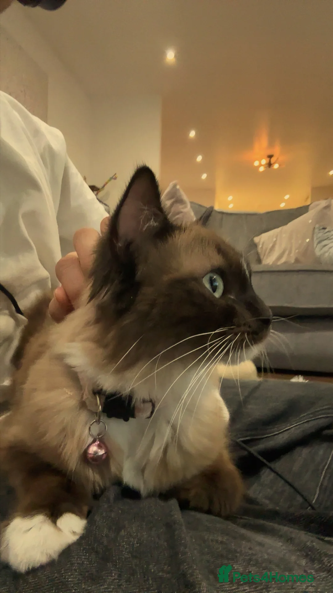 Ragdoll cats for sale: Beautiful Female Cat.1 Year Old. Fully Equipped 🐾 in Leicester - Advert 6