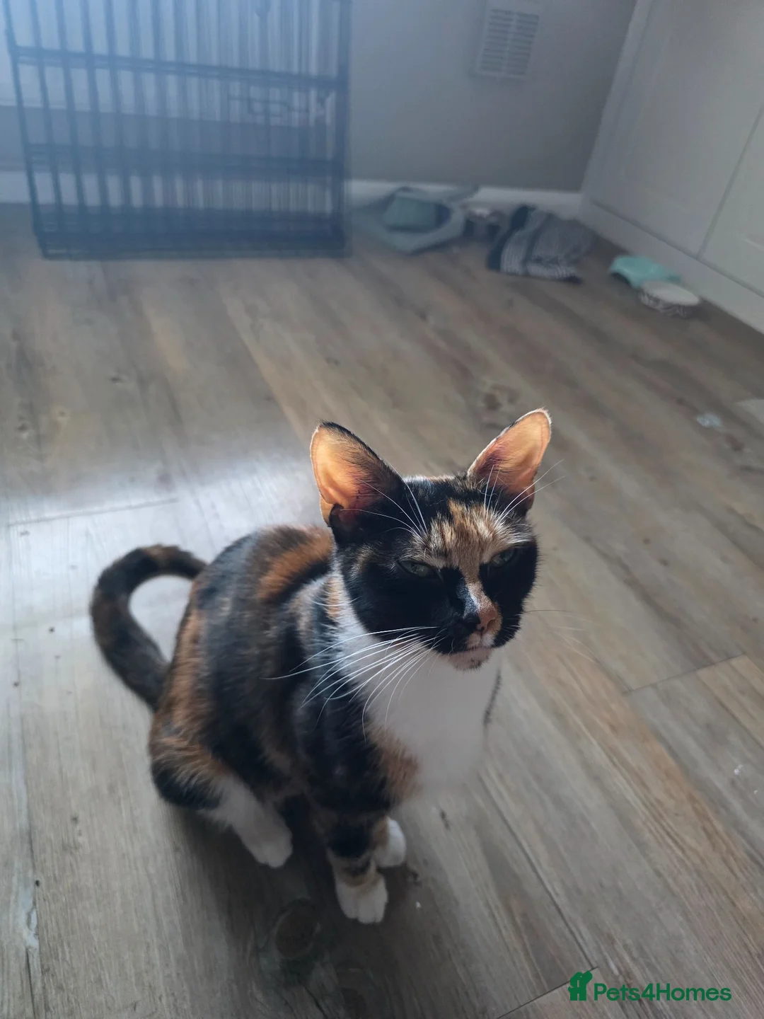 Domestic Shorthair cats for sale: 1 gray girl, 1 black and white boy, 1 full black  - Advert 1