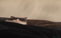 Ragdoll cats for sale: Ragdoll cross Scottish fold - Image 1