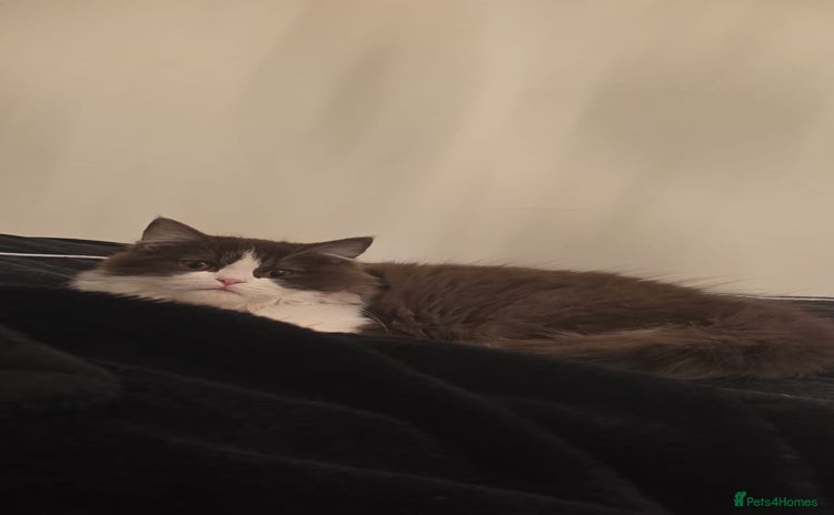 Ragdoll cats - Advert 4