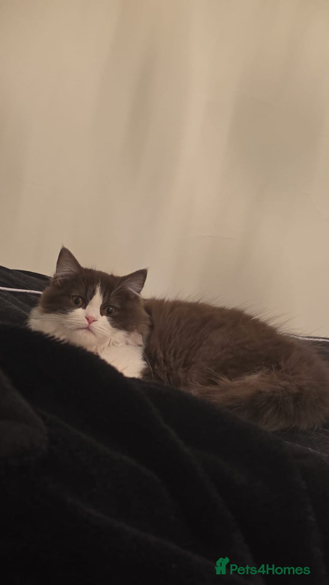 Ragdoll cats for sale: Ragdoll cross Scottish fold - Image 1