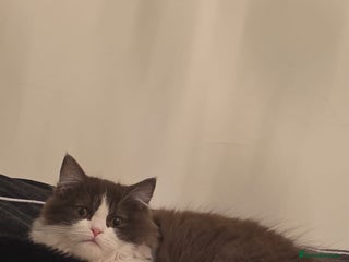 Ragdoll cats - Advert 31