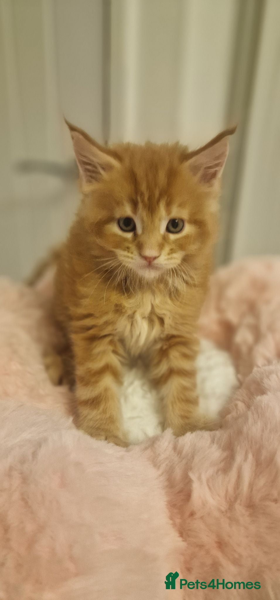 Maine Coon cats 3 Beautiful Kittens looking for their forever home - Advert 2