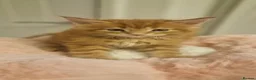 Maine Coon cats for sale: 6 Beautiful Kittens looking for their forever home in Royston - Advert 8