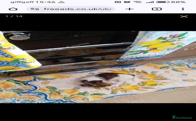 Mixed Breed dogs - Advert 5