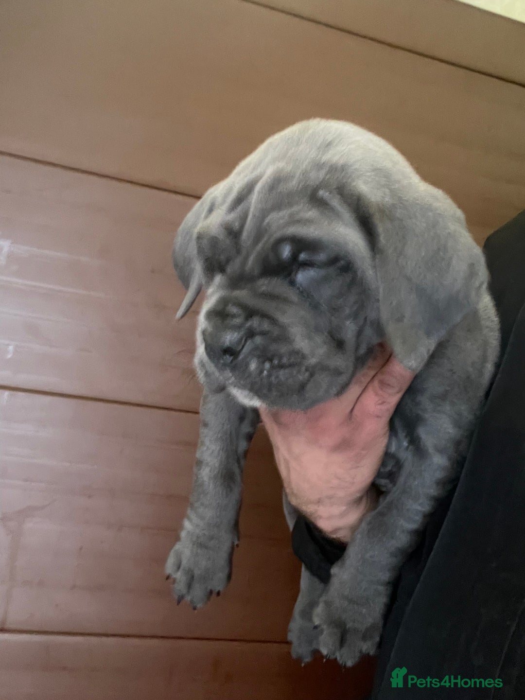 Cane Corso dogs for sale: CANE CORSO TOP QUALITY STRAJANO BLOODLINE FERMINTO - Advert 28