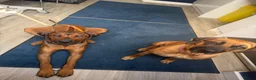 Rhodesian Ridgeback dogs for sale: Bred for beauty. Build and temperament. in Market Drayton - Advert 19