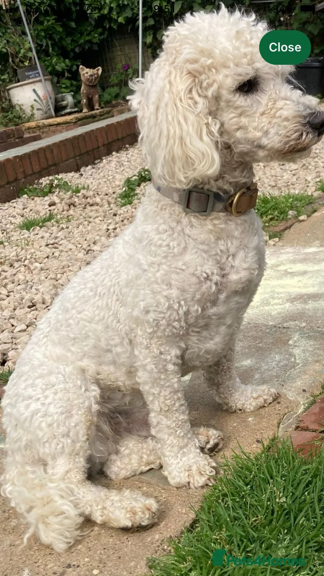 Poodle dogs for sale: HANDSOME POODLE, CHARLIE - Advert 2