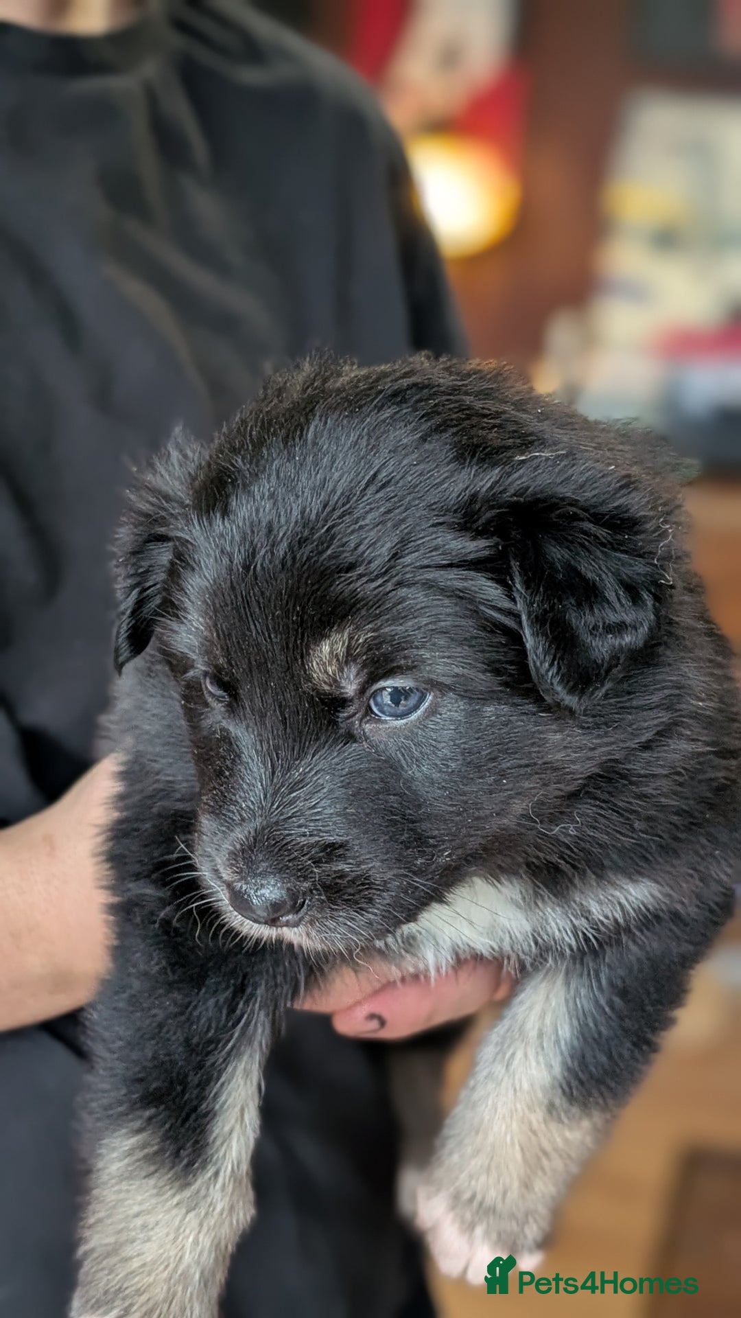 Mixed Breed dogs for sale: Shollie Pups Mid Feb! (German ShepxBorder Collie) - Advert 16