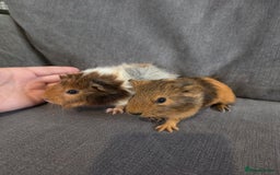 Guinea Pig rodents for sale: Baby guinea pigs - Image 2